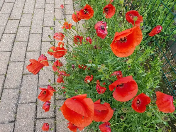 Yeşil çayırda çiçekli otlar