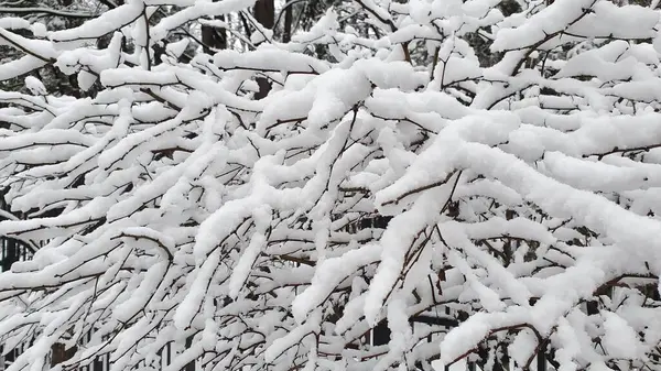 Karla kaplı çalı dalları.