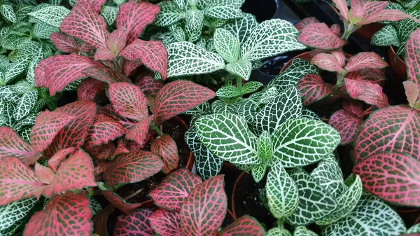 Parlak yapraklı ev bitkileri