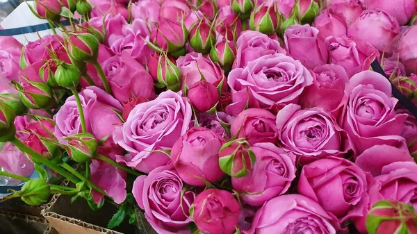 Bir buket pembe tomurcuklu gül.. 