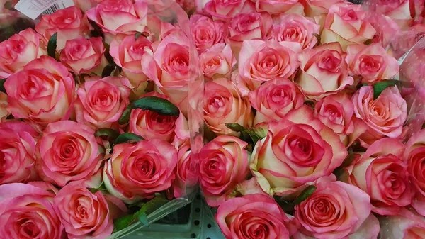 Ramo Rosas Con Muchos Brotes Rosados — Foto de Stock