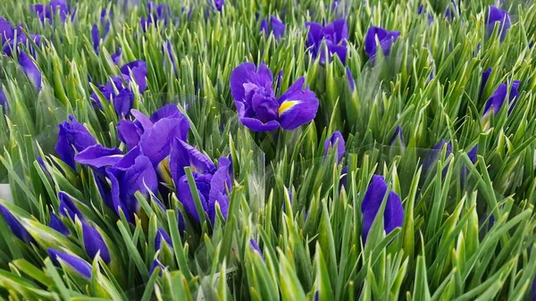 Mavi tonda parlak çiçekler.