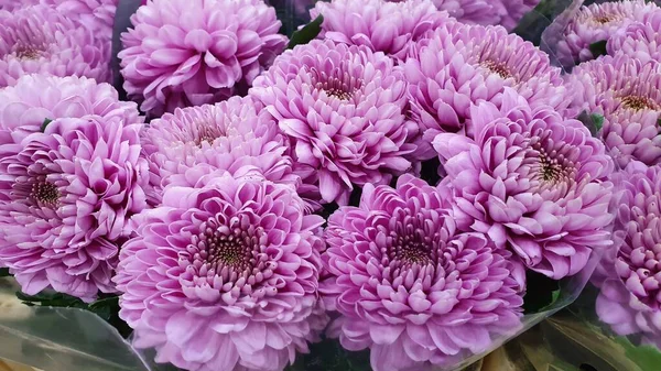 Bir buket leylak kasımpatı çiçeği.