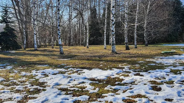 Ağaçlar karla kaplı bir düzlükte ağaçlar.