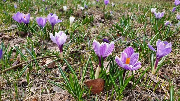 Baharda bir açıklıkta mavi timsahlar