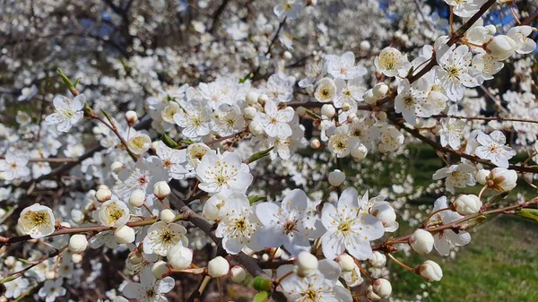 Erik dalı çiçek açtı.