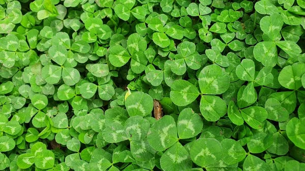 Yeşil çayırda çiçekli otlar