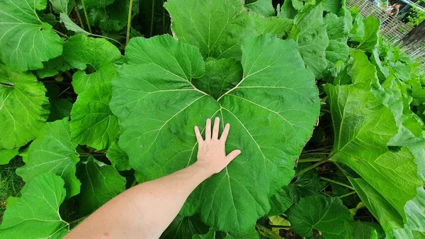 Büyük yeşil bir dulavrat otunun arka planında.