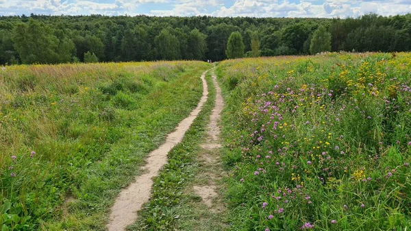 Yazın yolu olan yeşil bir tarla