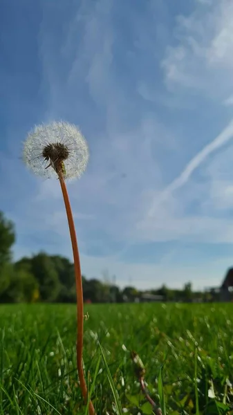 Gökyüzüne karşı tarlada büyüyen yalnız karahindiba çiçeği