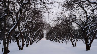 Kışın kar altında çıplak ağaçlar. 