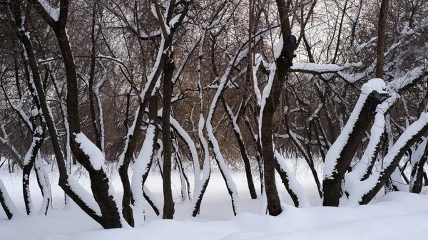 Bare Trees Snow Winter — Stock Photo, Image