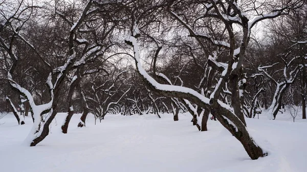 Kışın kar altında çıplak ağaçlar. 