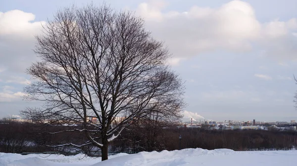 Kışın kar altında çıplak ağaçlar. 