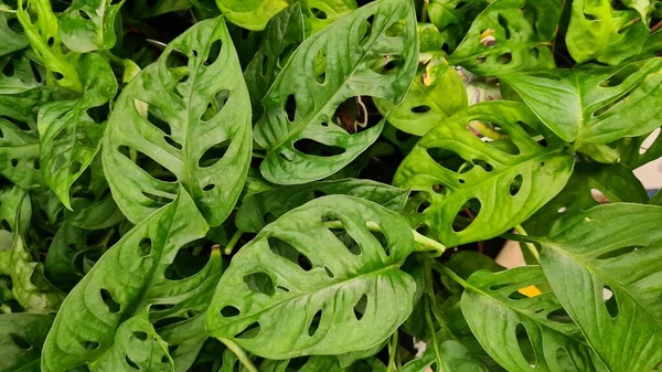 İlginç şekilli parlak yaprakları olan bitkilerin yeşil yaprakları.. 