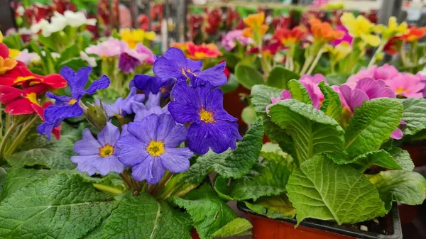 Çiçek açan farklı renkte güller..