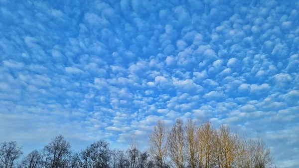 Kis Felhők Kék Téli Csupasz Erdő Ellen — Stock Fotó