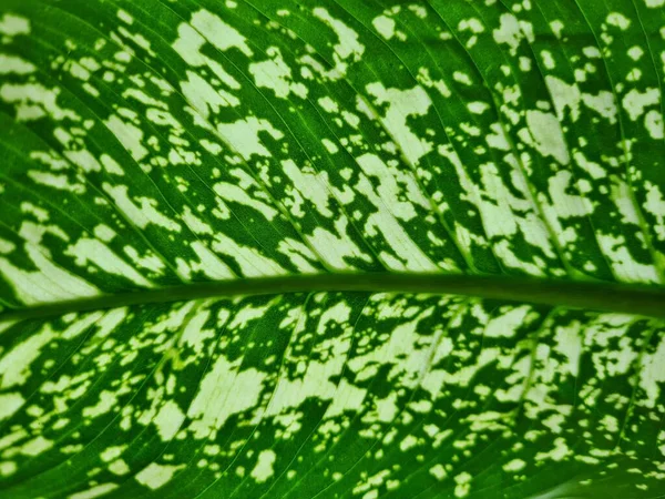 MOSCOW, Rusya - 20 Şubat 2022. Benekli dienbachia yaprağı. Yakın plan..