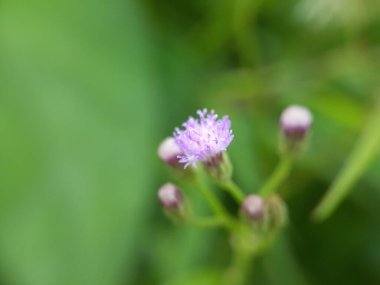 Bulanık arkaplanı olan yabani çiçeğe yaklaş