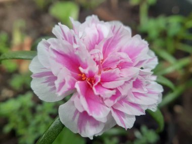 Bulanık arkaplanı olan güzel çiçekleri kapat