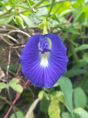 Bulanık arkaplanı olan güzel çiçekleri kapat