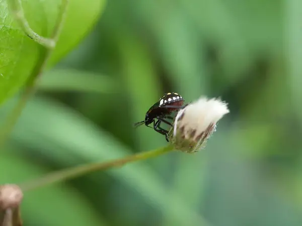 Close Ladybug Green Leaf Blur Background — Stockfoto