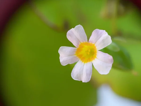 Κοντινό Πλάνο Του Άγριου Λουλουδιού Φόντο Θαμπάδα — Φωτογραφία Αρχείου