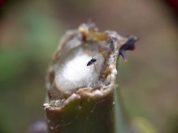 Κοντινό Πλάνο Της Μύγας Στο Δέντρο Cassava — Φωτογραφία Αρχείου