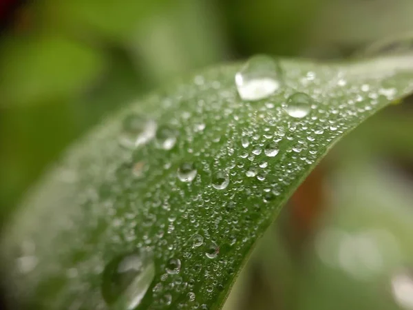 Gros Plan Des Gouttelettes Sur Feuille Verte — Photo