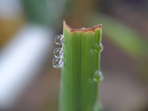 Close Droplets Green Leaf — Stock Photo, Image