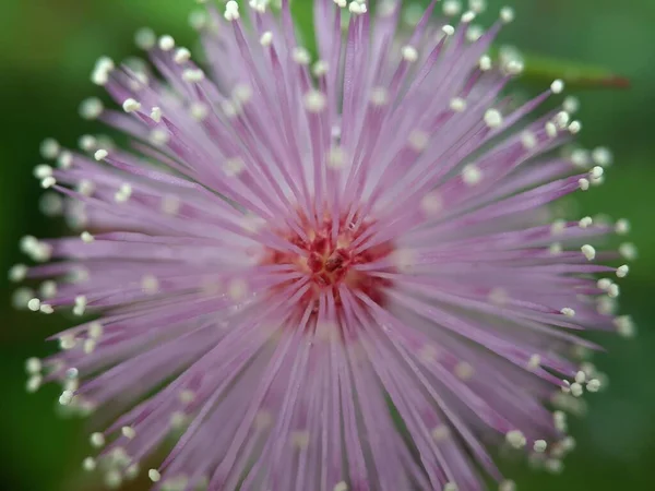 Mimosa Pudica Λουλούδι Φόντο Θαμπάδα — Φωτογραφία Αρχείου