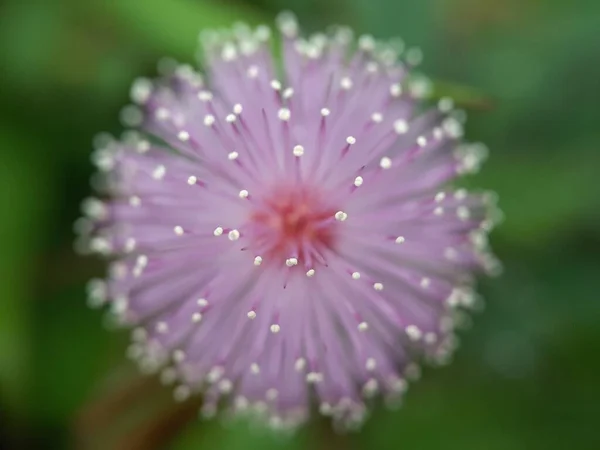 Mimosa Pudica Květ Rozmazaným Pozadím — Stock fotografie