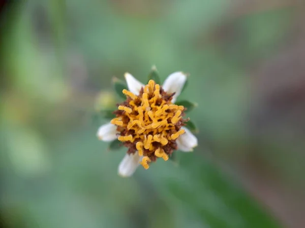 Gros Plan Fleur Sauvage Avec Fond Flou — Photo