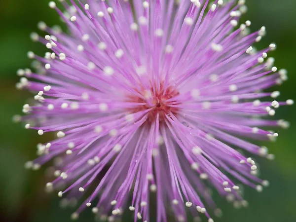 Mimosa Pudica Flor Com Fundo Desfocado — Fotografia de Stock