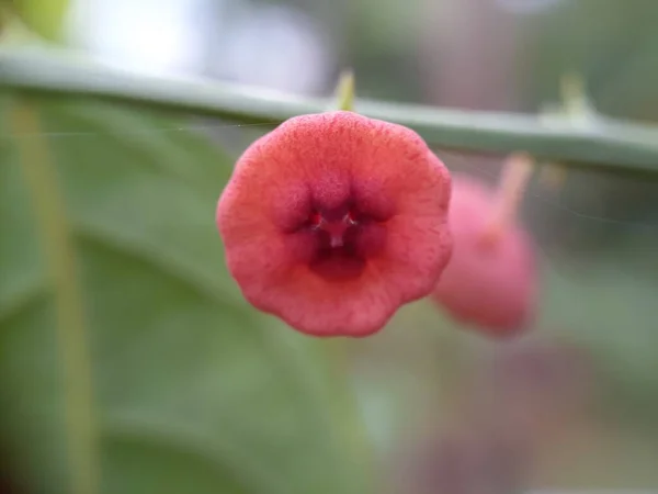 Gros Plan Fleur Sauvage Avec Fond Flou — Photo