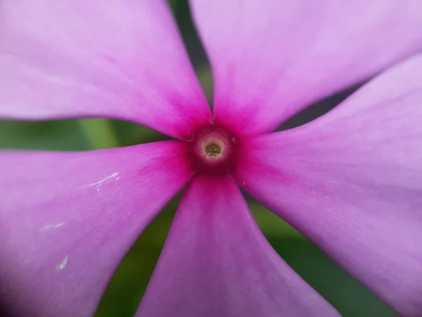 Close Beautifull Flower Blur Background — 图库照片