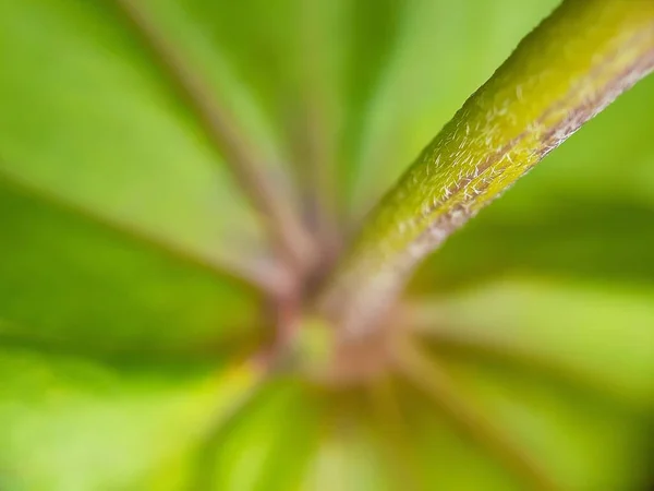 Close Flower Head Detail Thorn — Stockfoto
