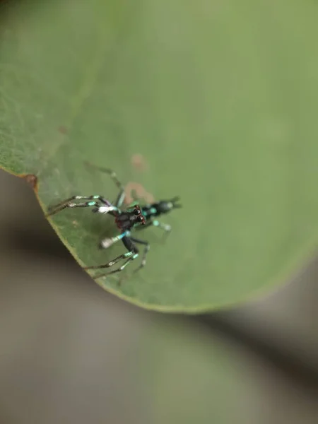 Nahaufnahme Einer Spinne Auf Grünem Blatt — Stockfoto
