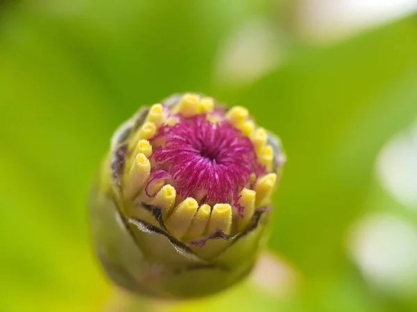 Κοντινό Πλάνο Του Όμορφου Λουλουδιού Φόντο Θαμπάδα — Φωτογραφία Αρχείου