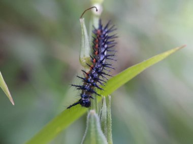 Yaprağın üzerindeki siyah tırtılı kapat.