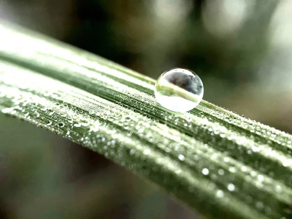 Close Droplets Green Leaf — Stock Photo, Image