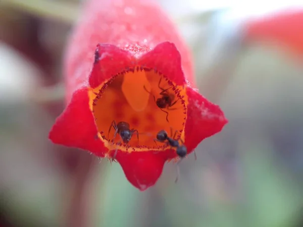 赤い花の中のアリのクローズアップ — ストック写真