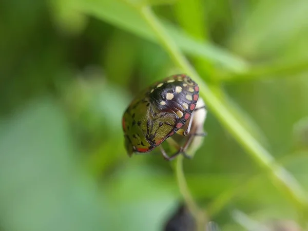 Closeup Ladybug Green Leaf — Stock Photo, Image