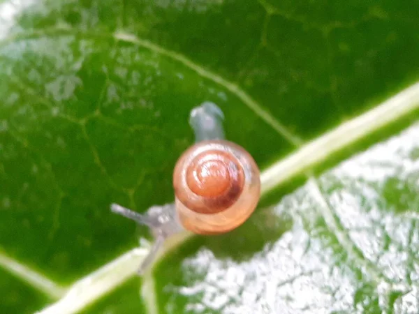 Close Brown Snail Green Leaf — Stock Photo, Image