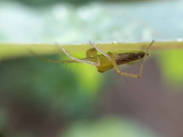 Primer Plano Araña Sobre Hoja Verde — Foto de Stock