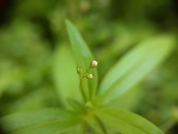 背景がぼやけている緑の野生の花の閉鎖 — ストック写真