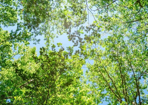 Spring Branch Leaves Blue Sky — Stock Photo, Image