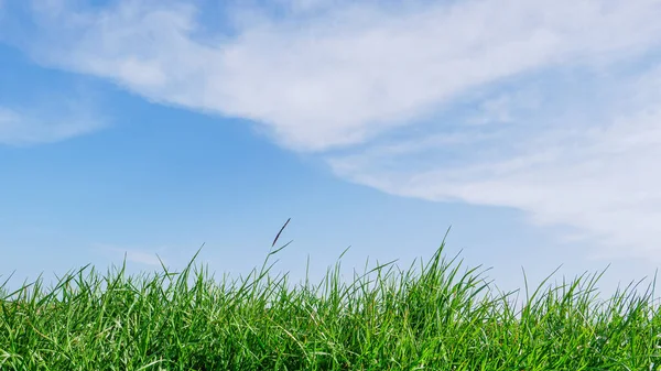 Зеленая Трава Голубое Небо Белыми Облаками Летом — стоковое фото