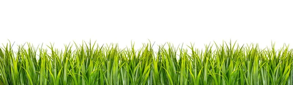 Grüner Grasrand Isoliert Auf Weißem Hintergrund — Stockfoto
