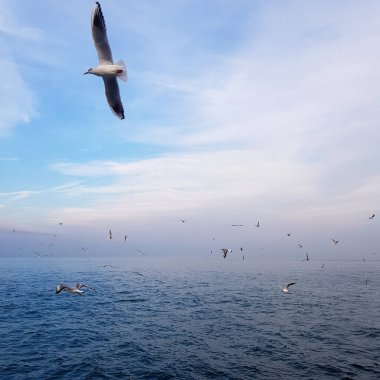 Seagulls fly over the sea. Beautiful birds